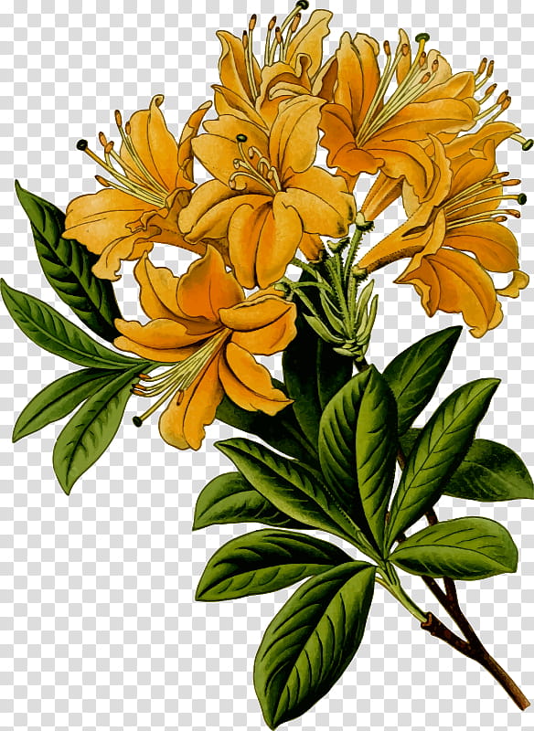 Flowers, Pacific Rhododendron, Yellow Azalea, Plants, Cut Flowers, Floristry, Floral Design, Flower Arranging transparent background PNG clipart