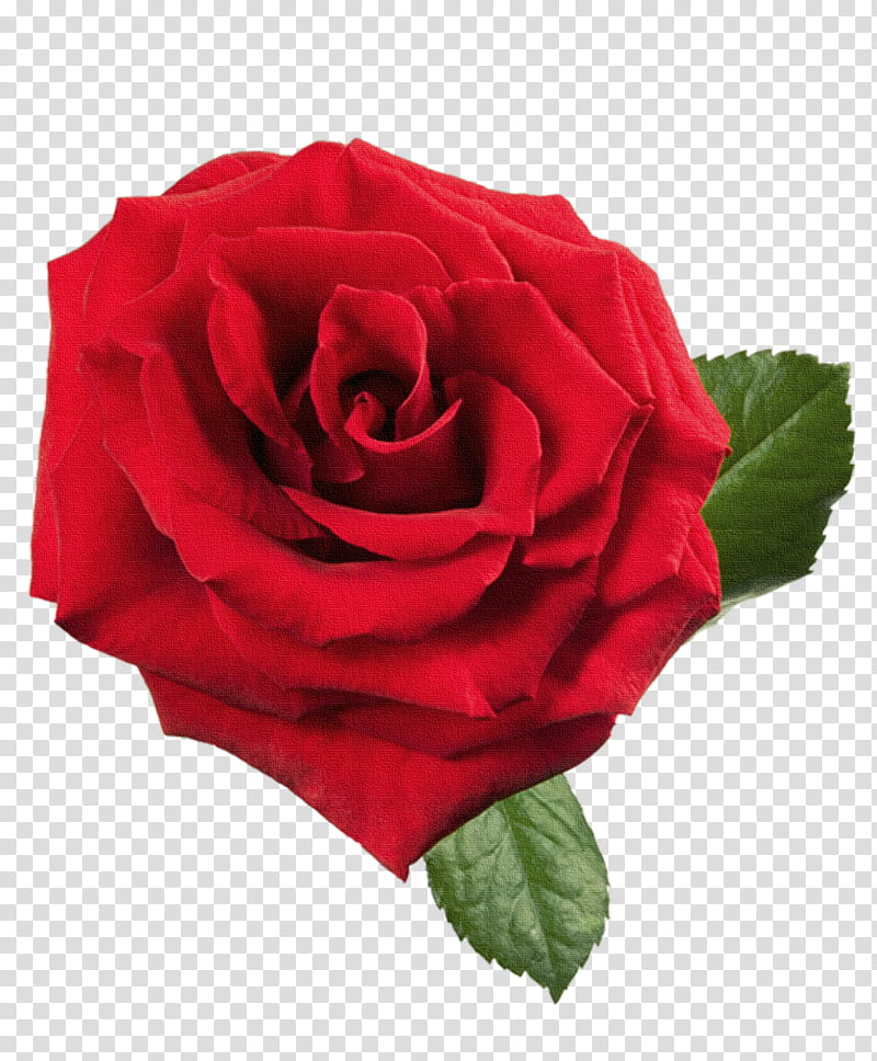 Black Pink Rose, Garden Roses, Black Rose, Flower, Pink Flowers, Rainbow Rose, Red, Petal transparent background PNG clipart