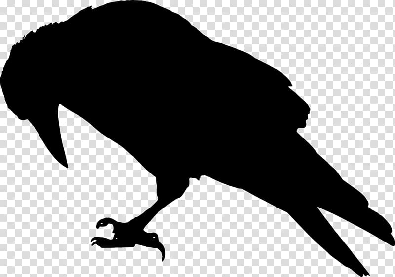 Drawing Of Family, Common Raven, Crow, Silhouette, Crow Family, Baltimore Ravens, Beak, Bird transparent background PNG clipart