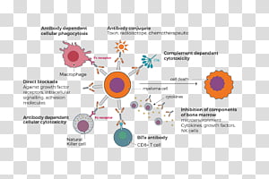 Immune system T cell Immunity White blood cell, immune system ...