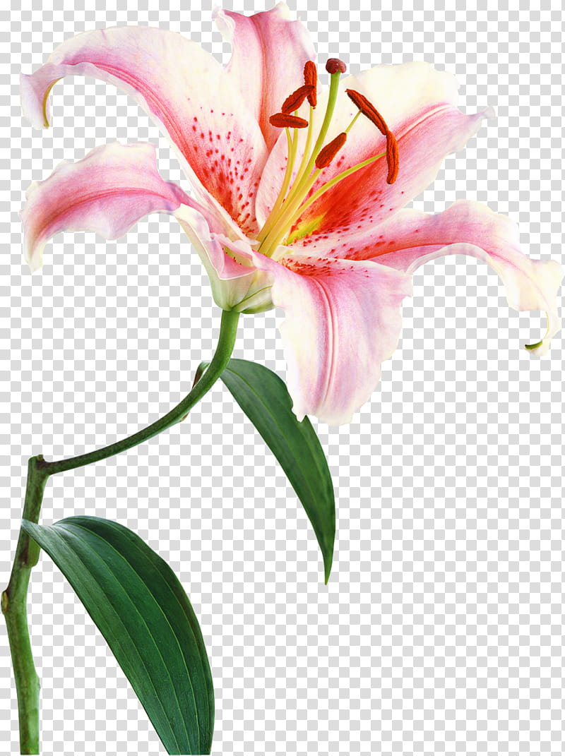 White Lily Flower, Drawing, Plant, Stargazer Lily, Pink, Petal, Daylily, Tiger Lily transparent background PNG clipart