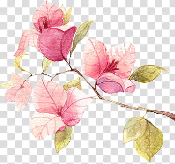 Watercolor Flower, pink and green leaves illustration transparent background PNG clipart