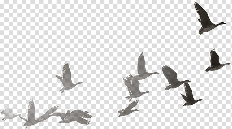Bird Wing, Swans, Goose, Duck, Swan Goose, Flight, Music , Bailu transparent background PNG clipart