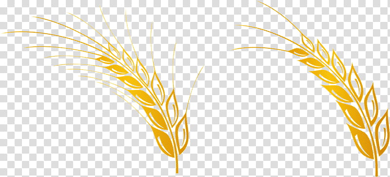 Wheat, Emmer, Barley, Einkorn Wheat, Durum, Rye, Cereal Germ, Triticale transparent background PNG clipart