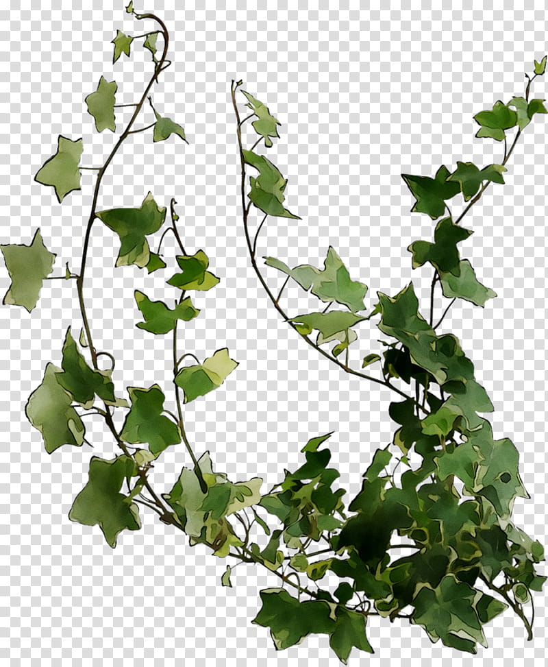 Family Tree, Plant Stem, Grape, Leaf, Twig, Plane Trees, Flower, Heart transparent background PNG clipart