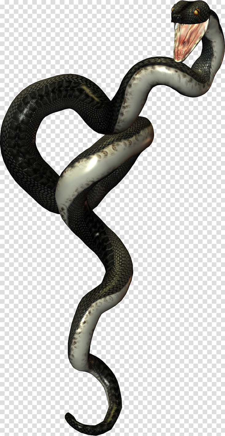 Black Snakes, black snake illustration transparent background PNG clipart
