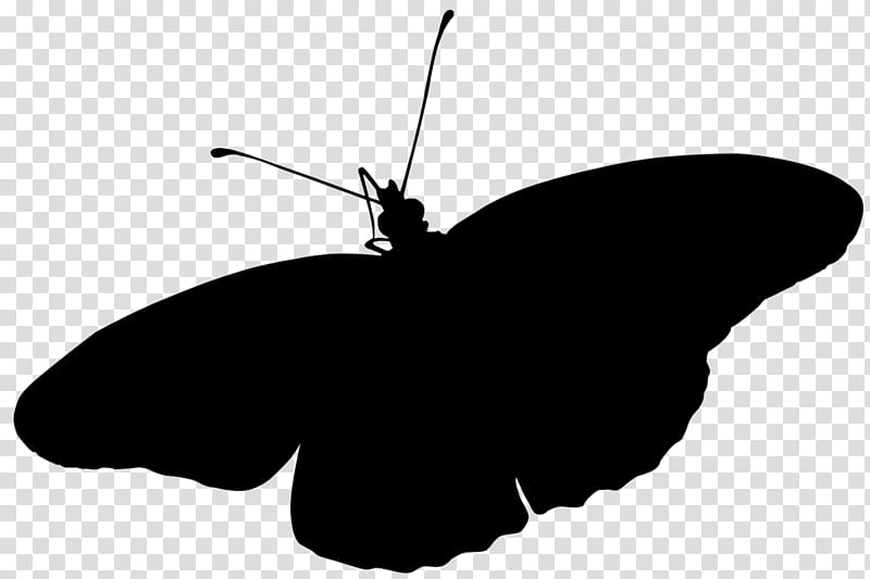 Butterfly Silhouette, Brushfooted Butterflies, Insect, Line, Membrane, Moths And Butterflies, Pollinator, Wing transparent background PNG clipart