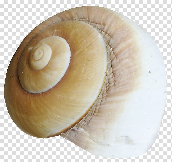 Snail, Conchology, Seashell, Gastropods, Sea Snail, Slug, Veneroida, Mollusc Shell transparent background PNG clipart