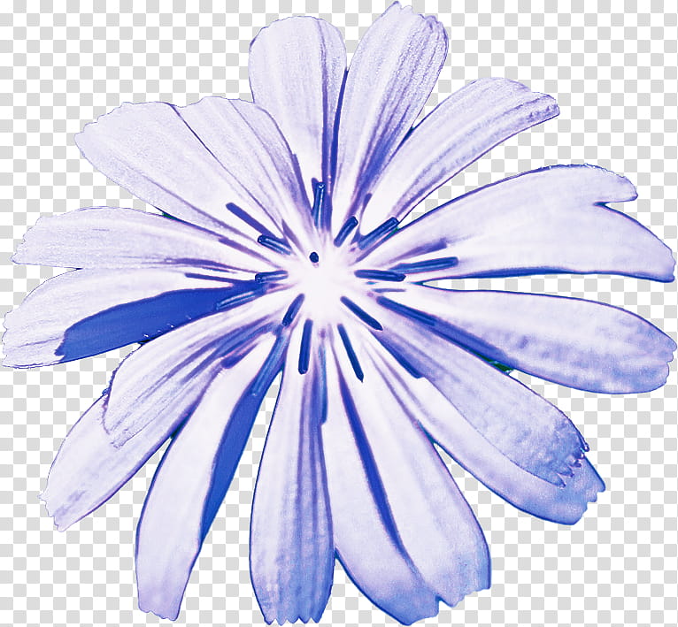 petal blue flower chicory plant, Herbaceous Plant, Wildflower transparent background PNG clipart