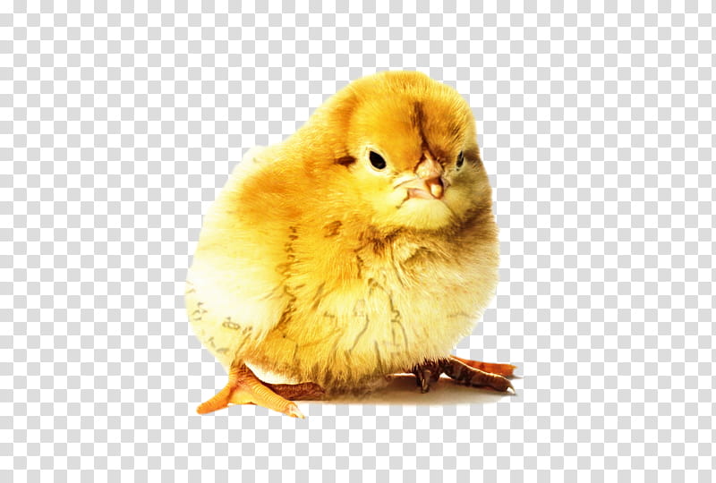 Chicken, Beak, Pet, Yellow, Bird, Poultry transparent background PNG clipart