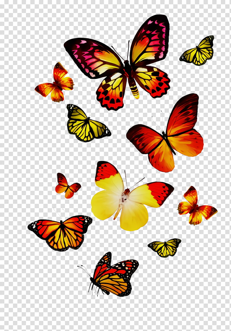 Monarch butterfly, Watercolor, Paint, Wet Ink, Moths And Butterflies, Cynthia Subgenus, Insect, Brushfooted Butterfly transparent background PNG clipart