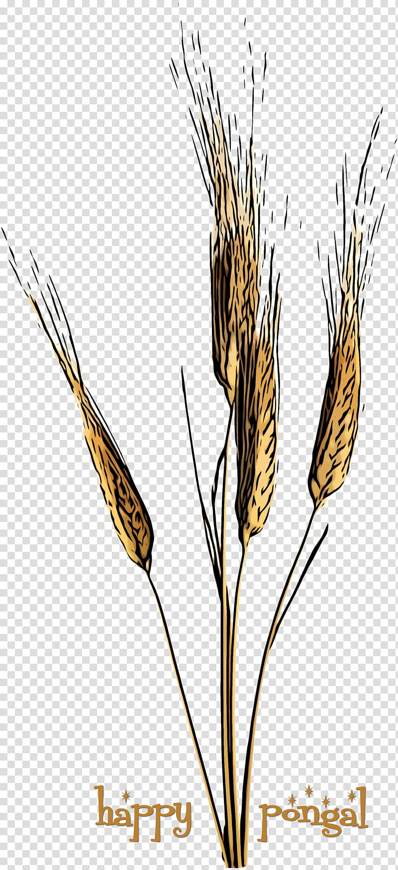 Wheat, Plant, Elymus Repens, Flowering Plant, Food Grain, Hordeum, Grass Family, Triticale transparent background PNG clipart