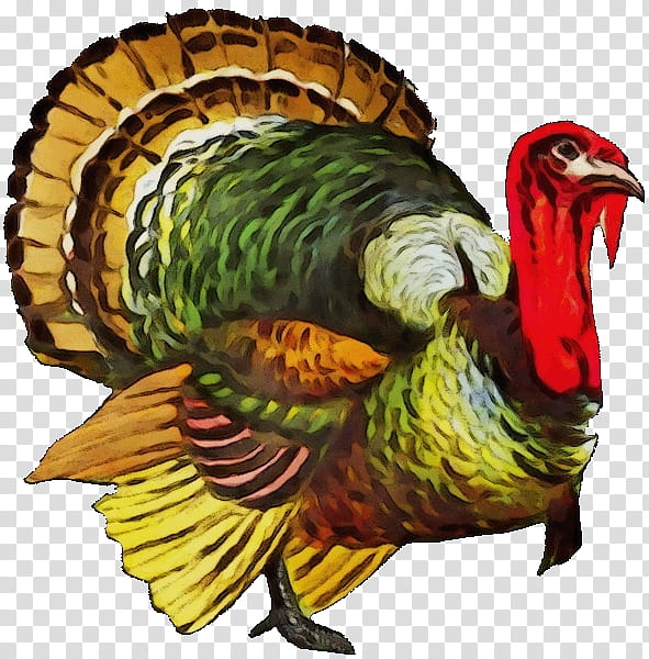 Turkey Thanksgiving, Watercolor, Paint, Wet Ink, Wild Turkey, Bird, Turkey Vulture, Birds Of America transparent background PNG clipart