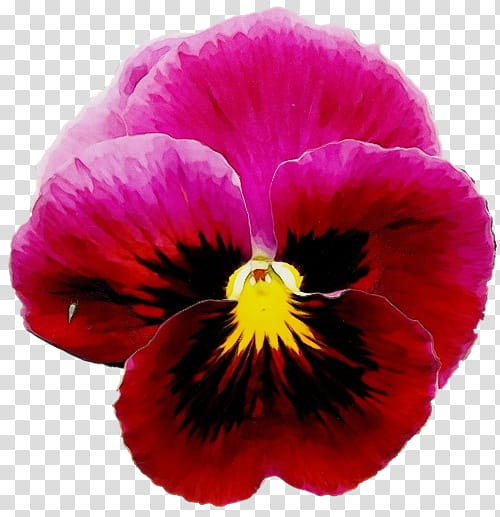 flower flowering plant petal pansy wild pansy, Watercolor, Paint, Wet Ink, Violet, Purple, Violet Family transparent background PNG clipart