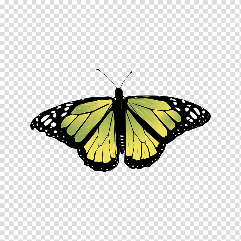 Monarch Butterfly, Insect, Butterfly Gardening, Moth, Tiger Milkweed Butterflies, Lepidoptera, Moths And Butterflies, Viceroy Butterfly transparent background PNG clipart