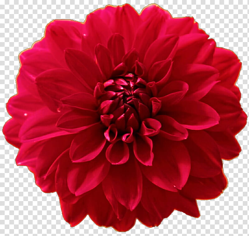 Red Royal Dahlia transparent background PNG clipart
