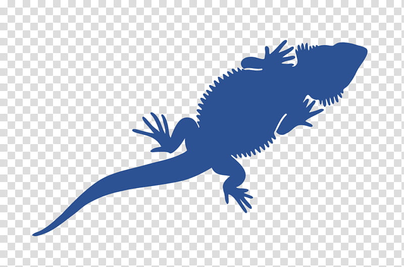 reptile lizard scaled reptile dragon lizard gecko, Salamander transparent background PNG clipart