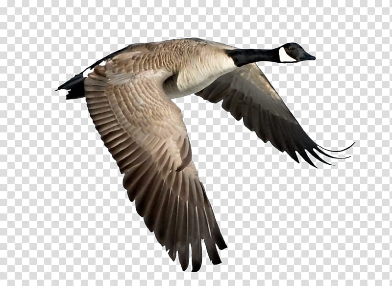Goose, Canadian goose transparent background PNG clipart