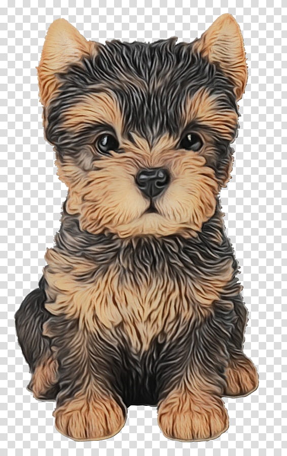 Dog, Yorkshire Terrier, Norwich Terrier, Cairn Terrier, Puppy, Companion Dog, Toy Dog, Rare Dog Breed transparent background PNG clipart