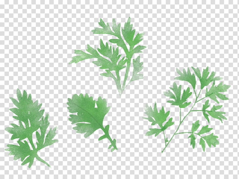 Carrot, Crude Drug, Medicinal Plants, Orchestra, French Horns, Artemisia Princeps, Pharmaceutical Drug, Extract transparent background PNG clipart