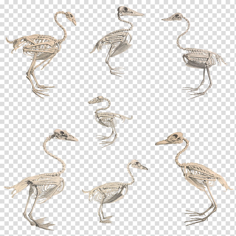 BirdsSkeleton, brown bird skeleton illustration transparent background PNG clipart