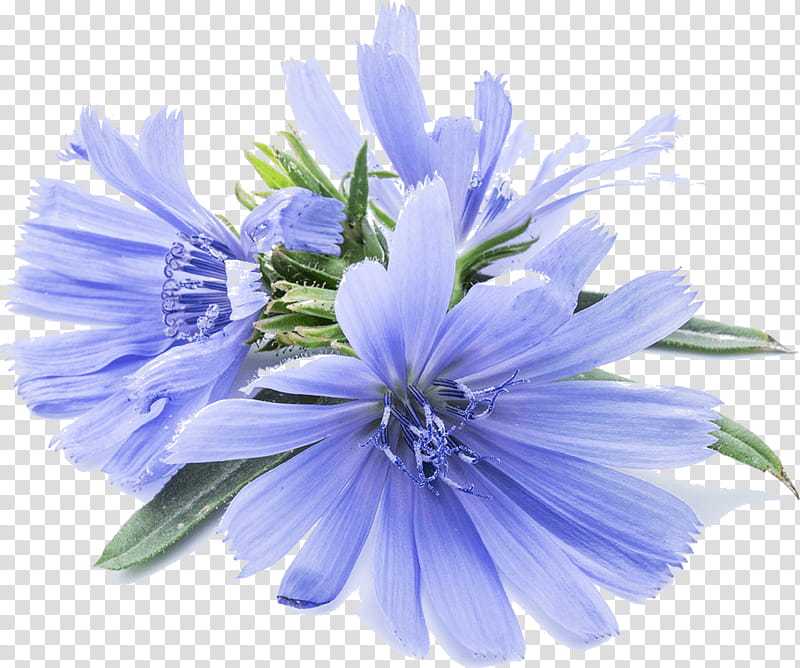 Blue Flower, Chicory, Inulin, Dietary Supplement, Food, Herb, Dietary Fiber, Digestion transparent background PNG clipart