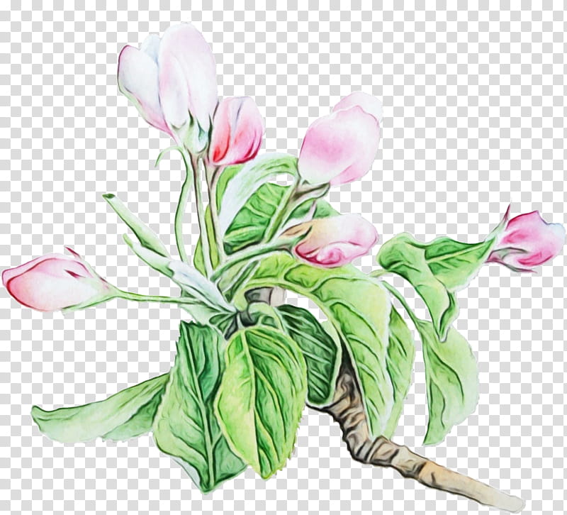 flower plant cut flowers pink petal, Watercolor, Paint, Wet Ink, Tulip, Cyclamen, Anthurium transparent background PNG clipart