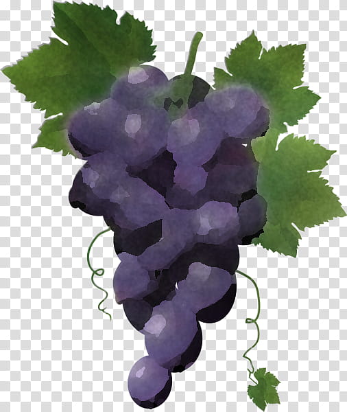 grape grape leaves grapevine family seedless fruit vitis, Plant, Leaf, Food transparent background PNG clipart