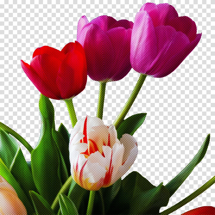 flower flowering plant petal tulip plant, Tulipa Humilis, Cut Flowers, Pink, Plant Stem transparent background PNG clipart