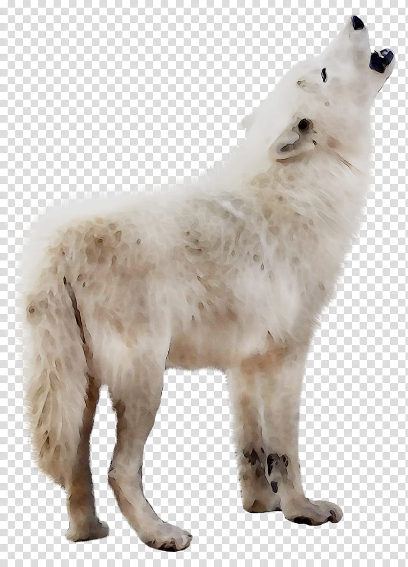 Polar Bear, Dog, Alaskan Tundra Wolf, Fur, Breed, Groupm, Canis, Animal Figure transparent background PNG clipart