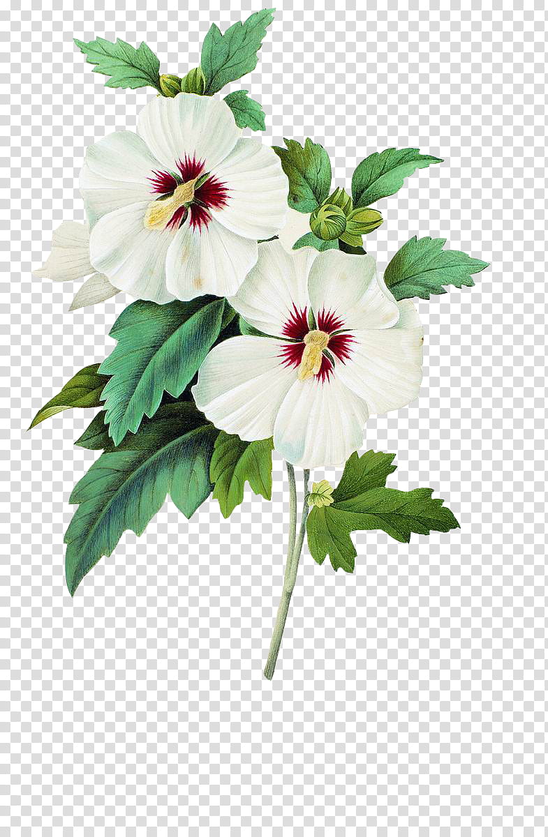 Plants X, white flowers transparent background PNG clipart