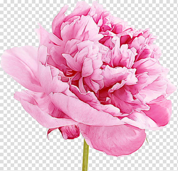 flower pink petal cut flowers common peony, Plant, Chinese Peony transparent background PNG clipart