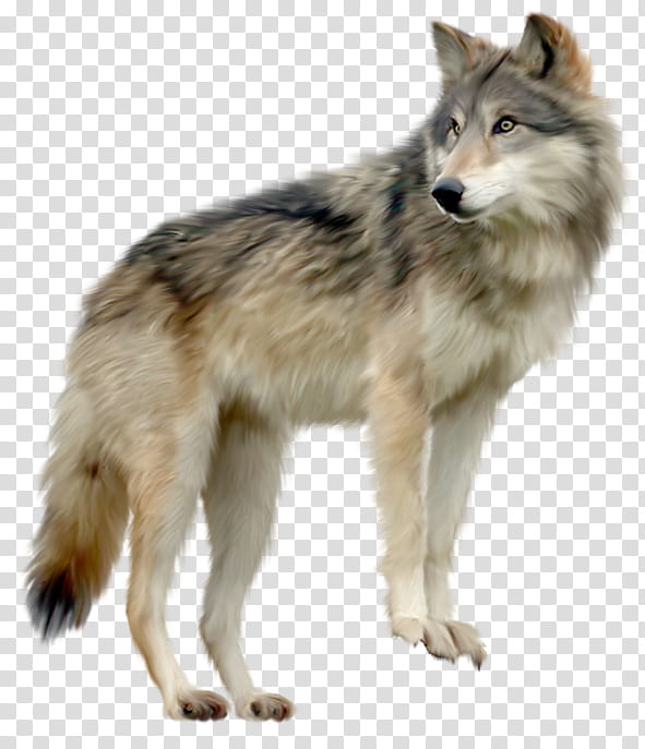 Wolf resources, gray wolf transparent background PNG clipart