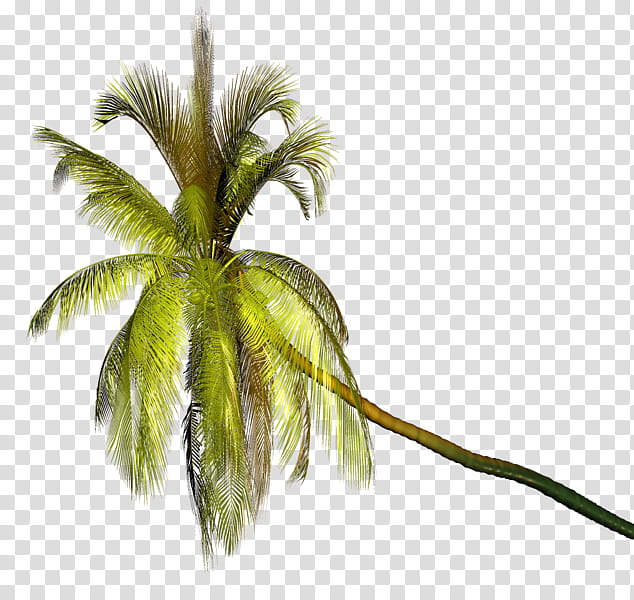 Coconut Tree, Palm Trees, Painting, Plants, Graphics File Format, Arecales, Leaf, Grass transparent background PNG clipart