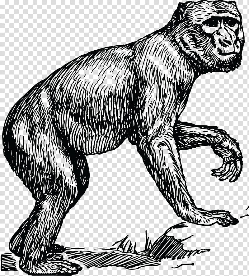 Gorilla, Ape, Women, Monkey, Chimpanzee, Drawing, Simian, Great Ape, Wildlife transparent background PNG clipart