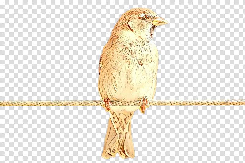 Bird, House Sparrow, Beak, Finch, Songbird, Perching Bird, Atlantic Canary transparent background PNG clipart