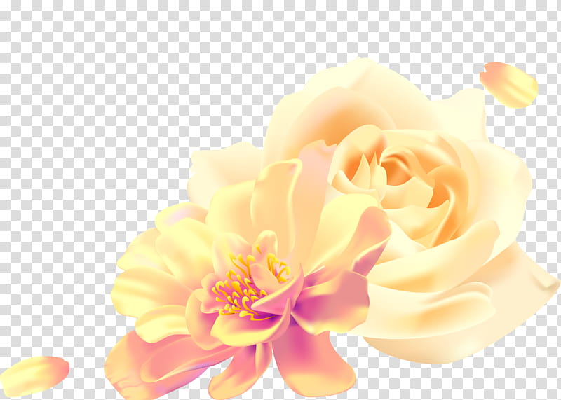 two flowers two roses valentines day, Petal, Yellow, Pink, Orange, Plant, Rose Family, Peach transparent background PNG clipart