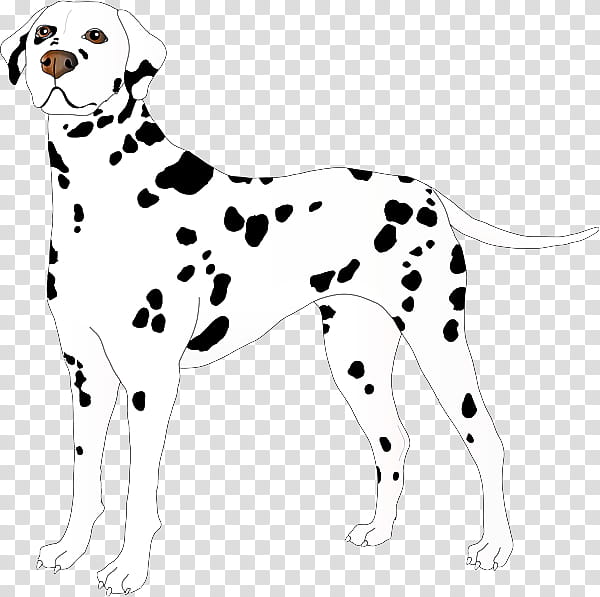 dog dalmatian non-sporting group sporting group, Nonsporting Group transparent background PNG clipart
