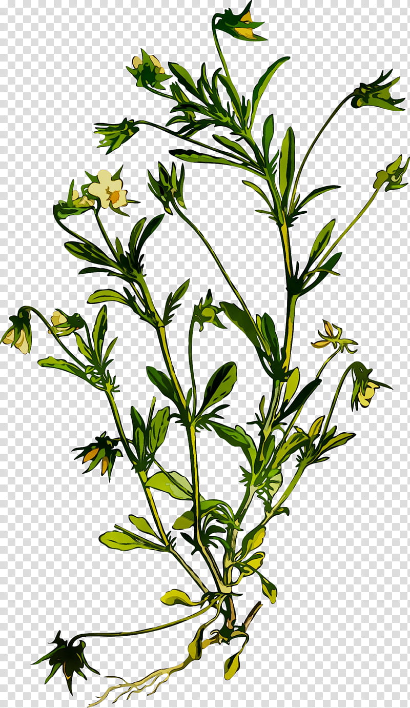 Summer Flower, Summer Savory, Herb, Herbalism, Herbaceous Plant, Plant Stem, Leaf, Subshrub transparent background PNG clipart
