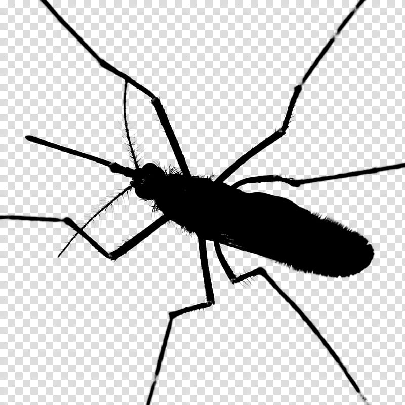 Mosquito Insect, Black White M, Line, Pest, Membranewinged Insect, Fly, Blackandwhite, Parasite transparent background PNG clipart