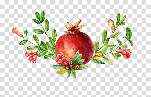 , pomegranate fruit transparent background PNG clipart
