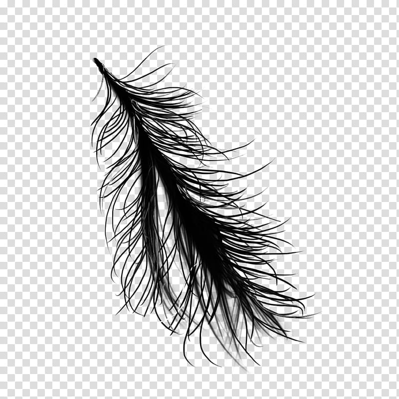 windy rainy hair, black feather illustration transparent background PNG clipart
