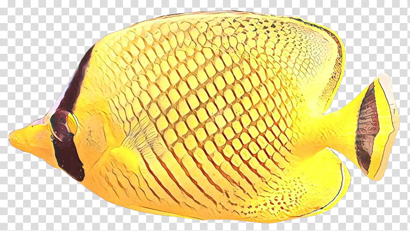 fish yellow butterflyfish pomacanthidae headgear, Cartoon, Cap, Hat transparent background PNG clipart