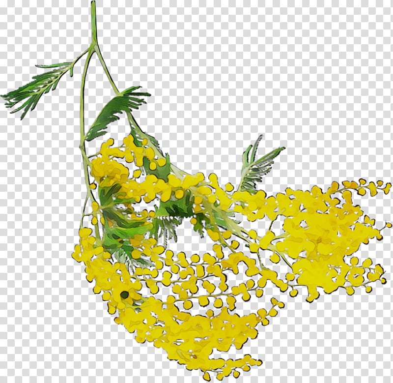 Mimosa Flower, Mustard, Yellow, Fruit, Herbalism, Plants, Leaf, Branch transparent background PNG clipart