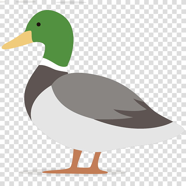 Water, Duck, Animal, Bird, Beak, Mallard, Water Bird, Ducks Geese And Swans transparent background PNG clipart