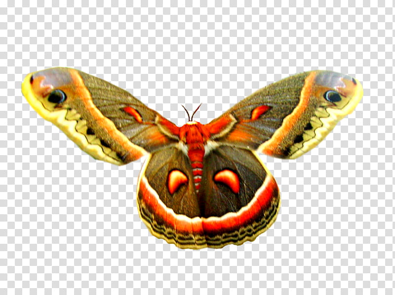 HUGH Moth Trasparent transparent background PNG clipart