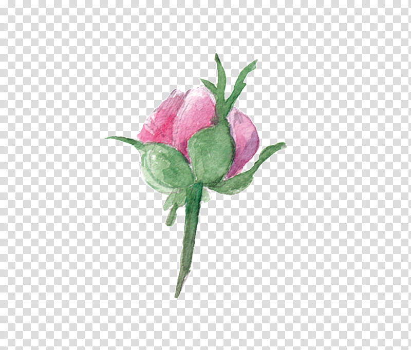 Watercolor Pink Flowers, Watercolor Painting, Cut Flowers, Cnki, Plant Stem, Bud, Petal, Plants transparent background PNG clipart