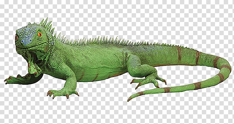 Chinese Dragon, Chameleons, Reptile, Lizard, Green Iguana, Iguanas, Pet, Animal transparent background PNG clipart