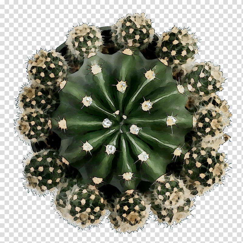 Cactus, Echinocereus, Flower, Plant, Brooch, Grass, Hedgehog Cactus, Succulent Plant transparent background PNG clipart