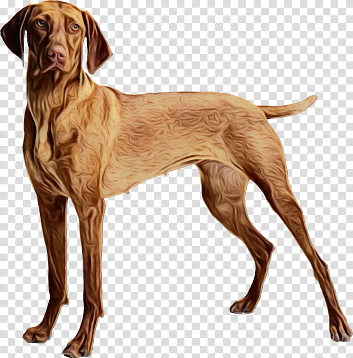 Gun, Bernese Mountain Dog, Labrador Retriever, Pet, Portuguese Water Dog, Puppy, Pet Sitting, Spaniel transparent background PNG clipart